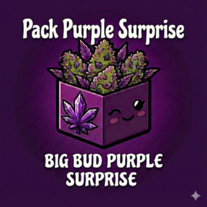 Pack Purple CBD Surprise