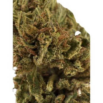 Fleur CBD Reine Orangine - Cannababa