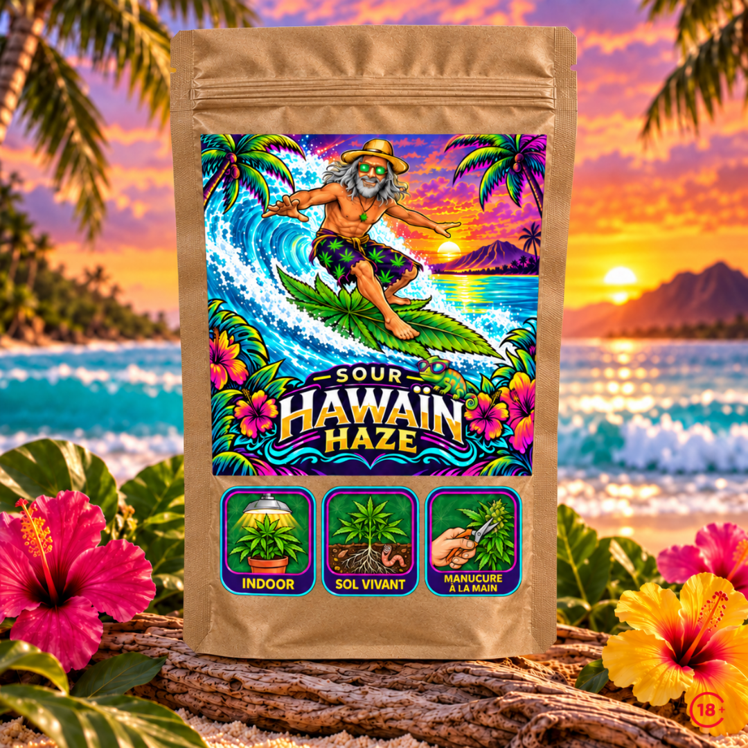 sour-hawain-haze-indoor-cbd